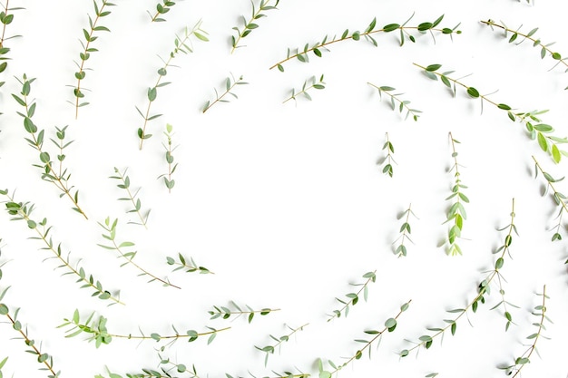 Foto espacio de trabajo de marco redondo con ramas verdes y hojas de eucalipto populus aislado sobre fondo blanco.
