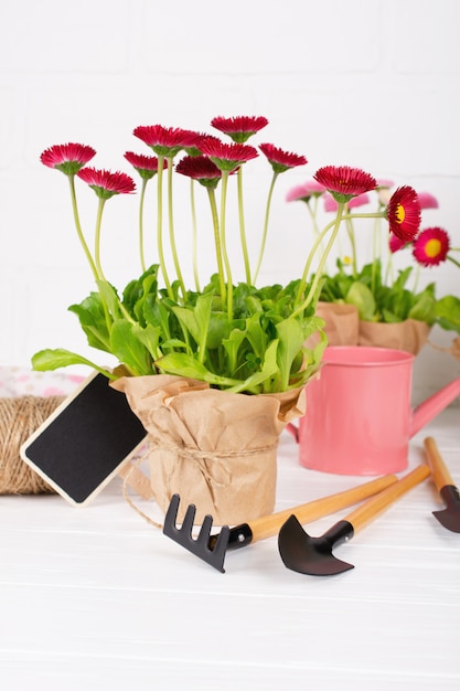 Espacio de trabajo, plantación de flores de primavera. Herramientas de jardín, plantas en macetas y regadera en mesa blanca