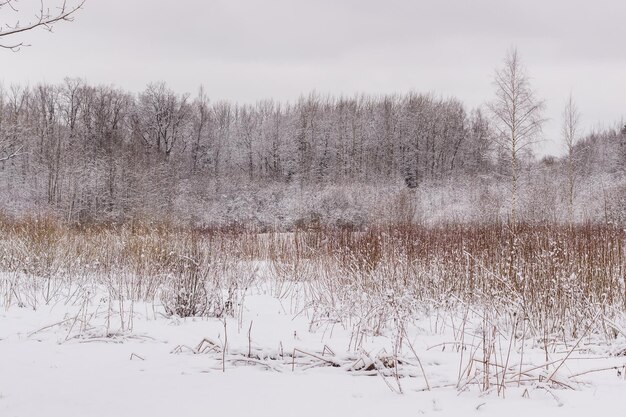 Espacios de invierno en el parque Babolovsky Bosque de fondo en invierno