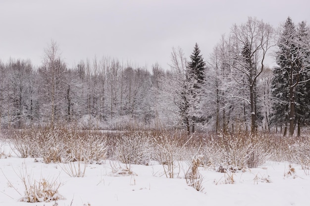 Espacios de invierno en el parque Babolovsky Bosque de fondo en invierno