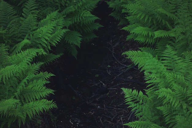 Espaço escuro para seu texto entre grandes arbustos de samambaia verde.