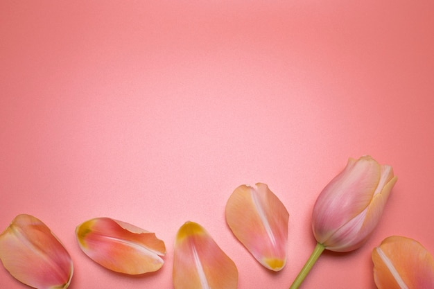 Espaço livre de tulipas de flores Fundo bonito para aniversário, dia das mulheres, aniversário