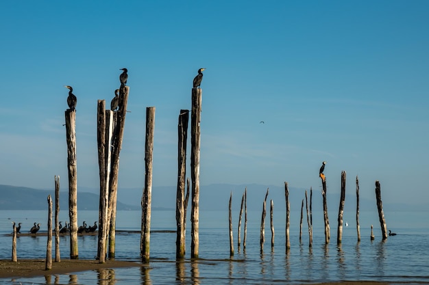 espaço para texto, pássaros do lago em primeiro plano no fundo do céu azul,