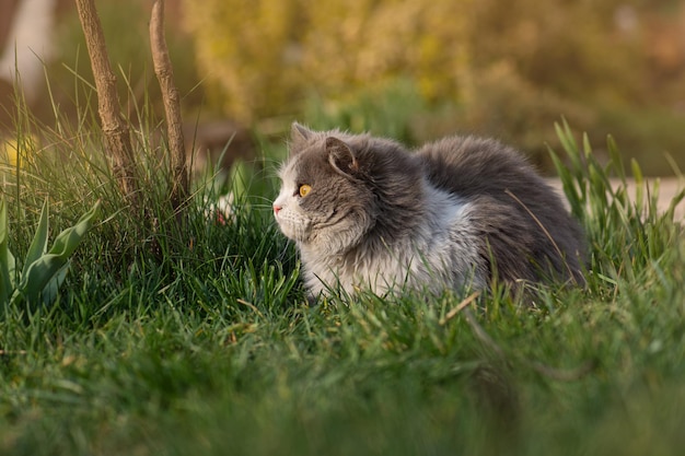 Espaço seguro para a foto do conceito de passeios de gato criando um jardim seguro para animais de estimação ambulantes