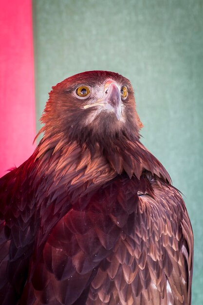 España medieval Cabeza de águila majestuosa en una feria renacentista en España