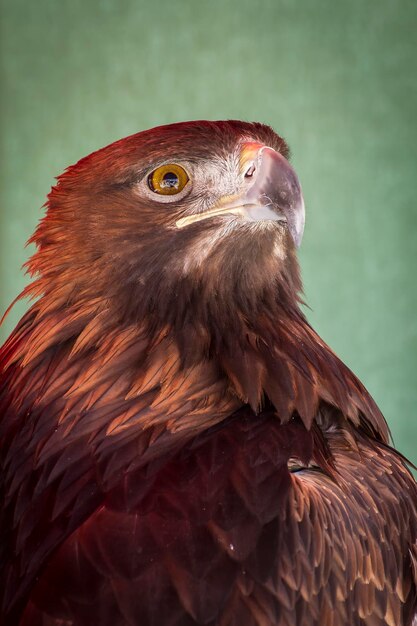 Foto españa medieval cabeza de águila majestuosa en una feria renacentista