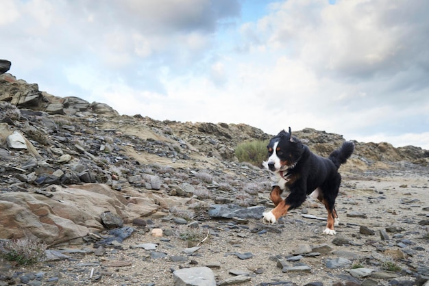 España, Menorca, Retrato de un perro de montaña bernés corriendo rápido al aire libre
