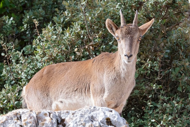 Espanhol Ibex Capra pyrenaica hispanica Málaga Espanha