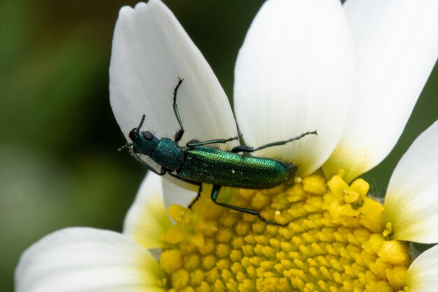 Español vuela sobre una flor de margarita después de alimentarse de su néctar