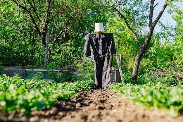 Un espantapájaros se para en el jardín entre las camas para ahuyentar a los pájaros.