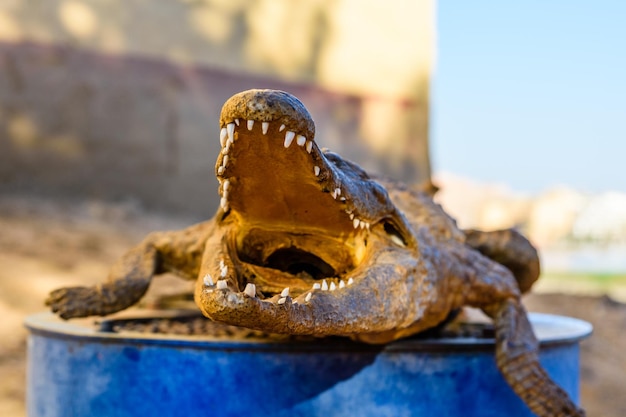 Espantapájaros seco de caimán del Nilo joven