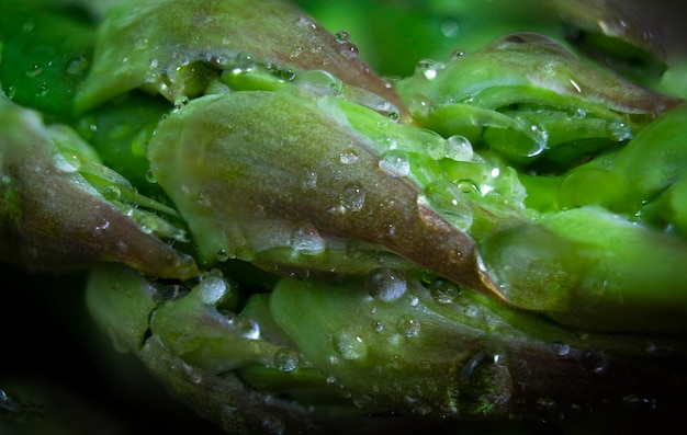 Espárragos verdes frescos con gotas de agua fotografía macro