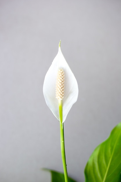 Espatifilo branco flor desabrochando isolada em um fundo cinza close-up