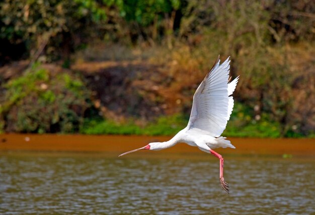 Espátula africana en vuelo