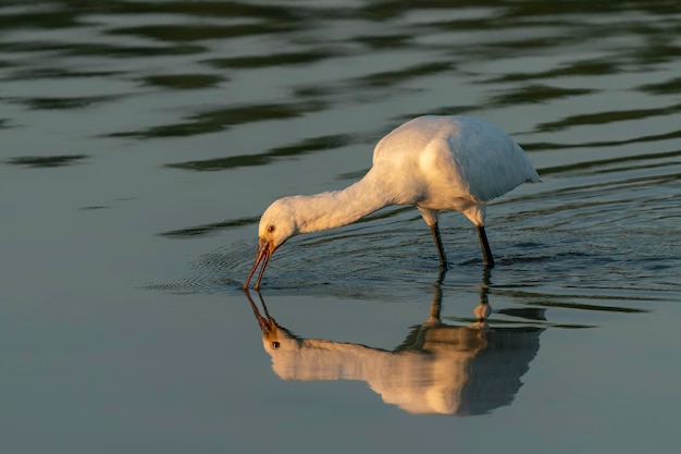 Foto espátula común (platalea leucorodia) caminando en aguas poco profundas buscando comida.