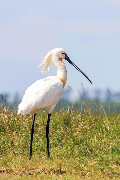 Espátula común (Platalea leucorodia) Espátula común