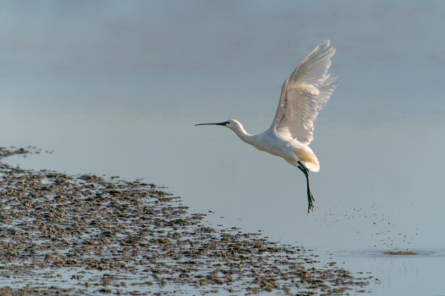 Foto espátula común (platalea leucorodia) en vuelo. güeldres en los países bajos.