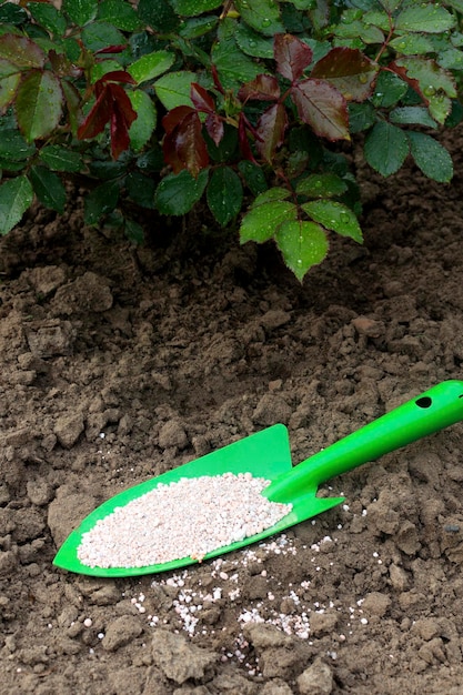 Espátula de jardim com fertilizantes para fertilizar rosas no jardim fornecendo plantas ornamentais com