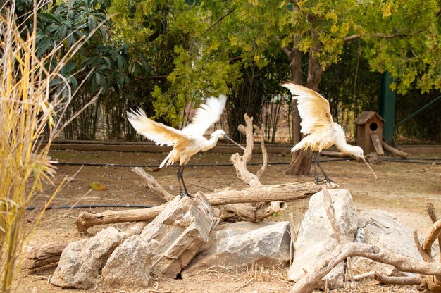 Foto espátula euroasiática o espátula común platalea leucorodia grecia zoo