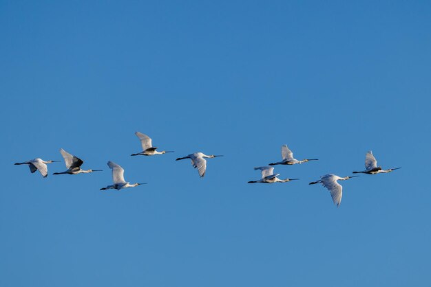 Espátula euroasiática Platalea leucorodia