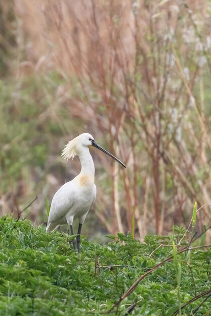 Espátula euroasiática (Platalea leucorodia)