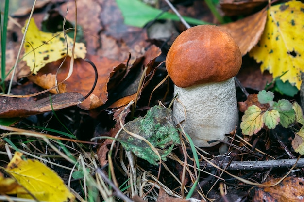 Espe im Wald unter dem Laub im Herbst