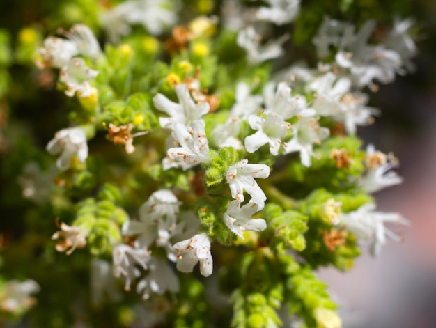 Especia culinaria y hierba medicinal Oregano Origanum vulgare en forma de ramo en Grecia