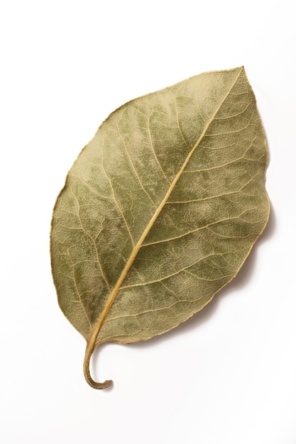 Especia tradicional de hoja de laurel de la cocina clásica