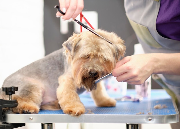 Un especialista en aseo de animales corta la piel de los perros con unas tijeras Yorkshire Terrier en el salón de cuidado de perros