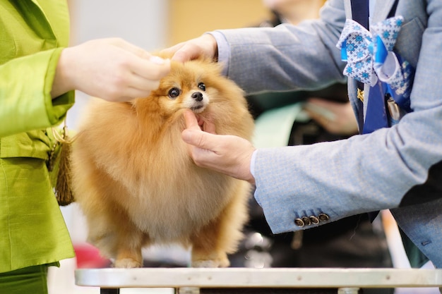 Un especialista examina spitz durante una exposición canina