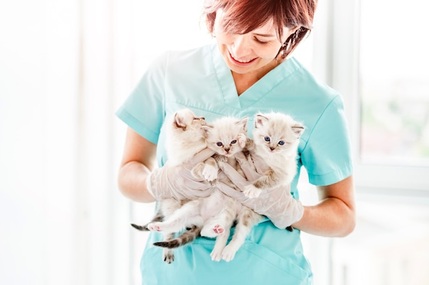 Especialista veterinário de uma linda mulher segurando nas mãos gatinhos ragdol fofos com lindos olhos azuis e sorrindo olhando para eles. gatinhos fofinhos na clínica veterinária durante atendimento médico