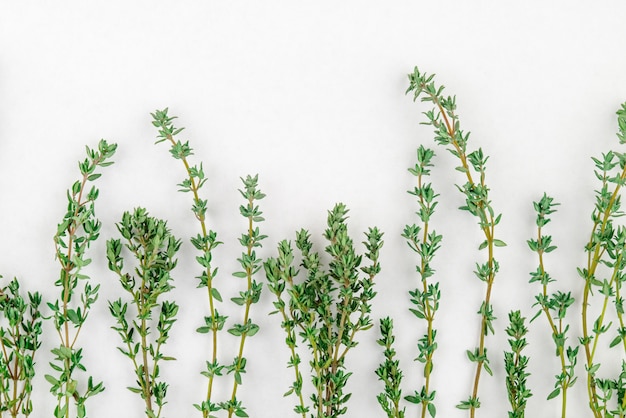 Foto especiaria tomilho verde brilhante; erva mãe-de-tomilho na luz de fundo