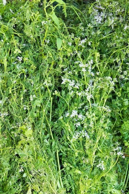 Especiarias de grama verde