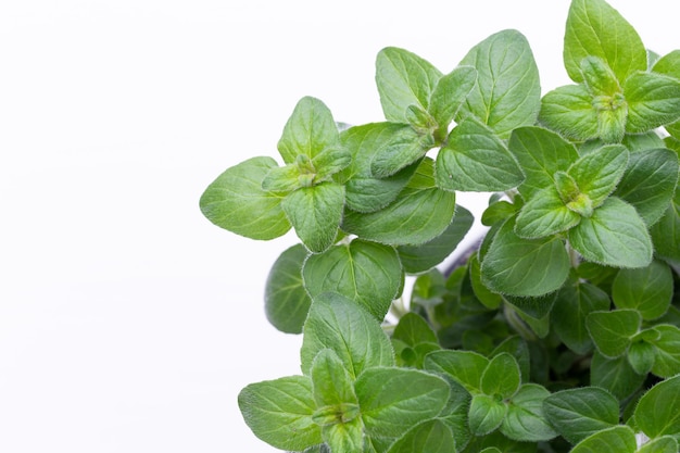 Especiarias verdes frescas isoladas na vista superior de fundo branco