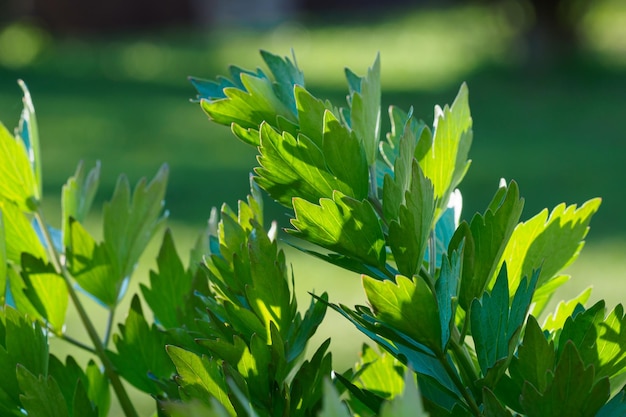 Especias y Hierbas Lovage planta Levisticum officinale creciendo en el jardín