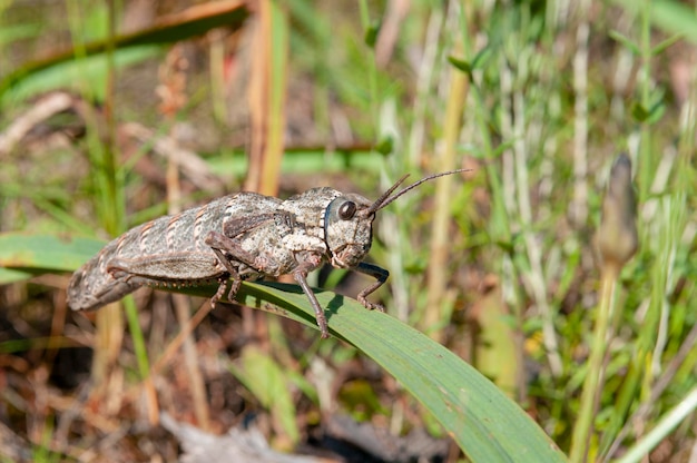 Foto espécie de gafanhoto inseto málaga espanha
