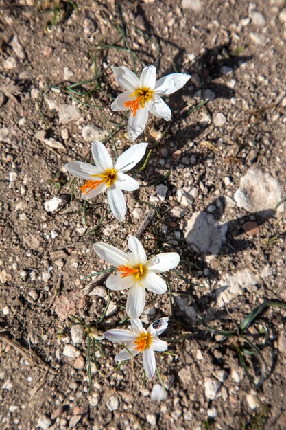 Espécie endêmica de açafrão; Nome científico; Crocus fleischeri. Usak - Turquia