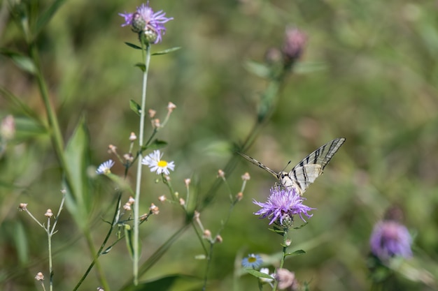 Especie de mariposas alimentándose de una flor en la Torre de 'Roveri en Italia