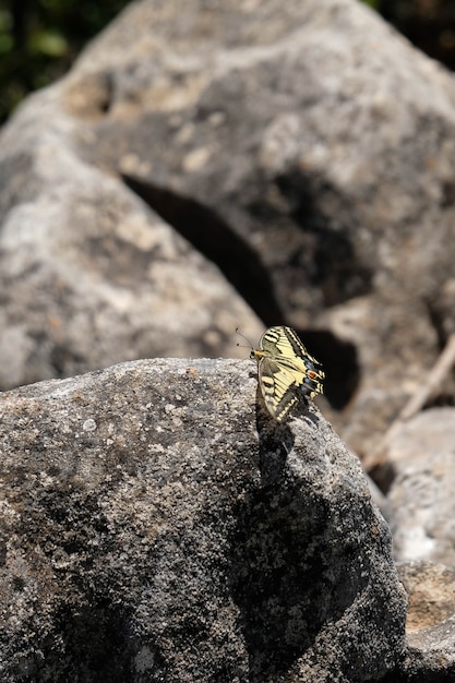 Especie de mariposas en el monte Calamorro cerca de Benalmádena España