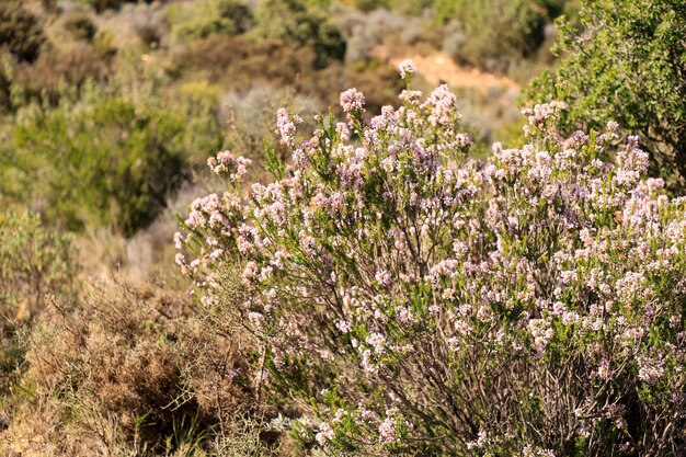 Una especie de planta con flores