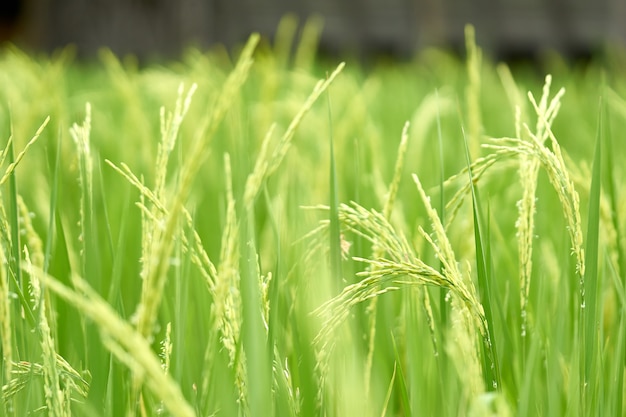 Especies de arroz jazmín Ver el movimiento de balanceo del viento