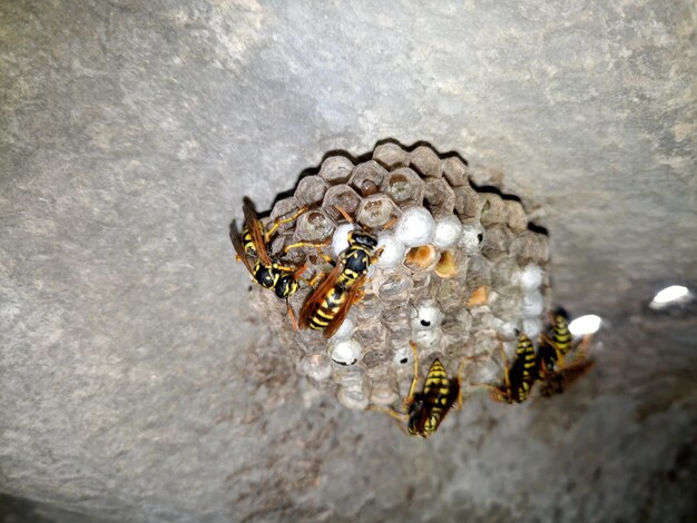 Foto especies de avispas pulidas en el nido