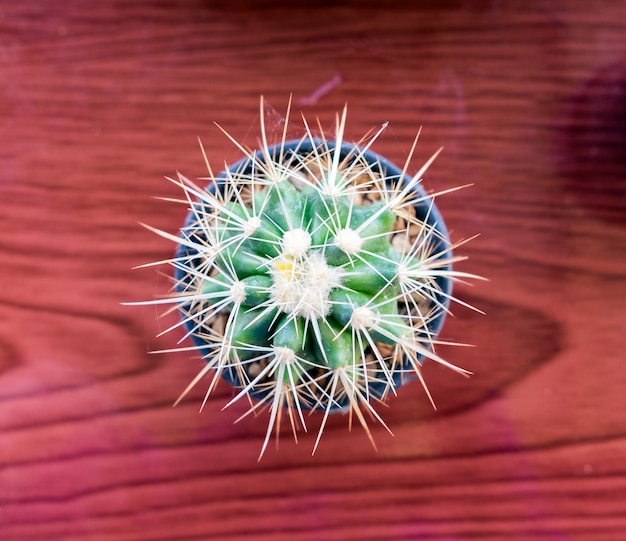 Espécies de cactos pequenos em um vaso na mesa de madeira, vista superior