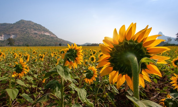 Especies de girasol de Tailandia