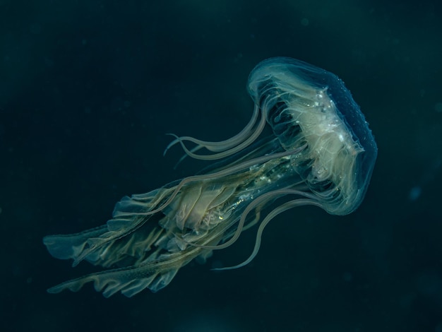 Especies de medusas desconocidas