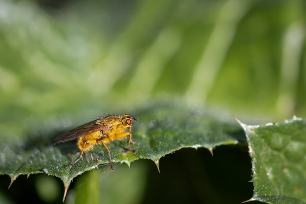 Especies de moscas fotografiadas en su entorno natural