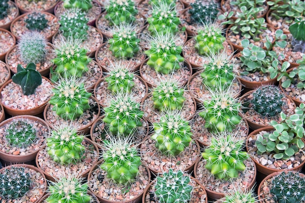 Especies de plantas de cactus del desierto en macetas.