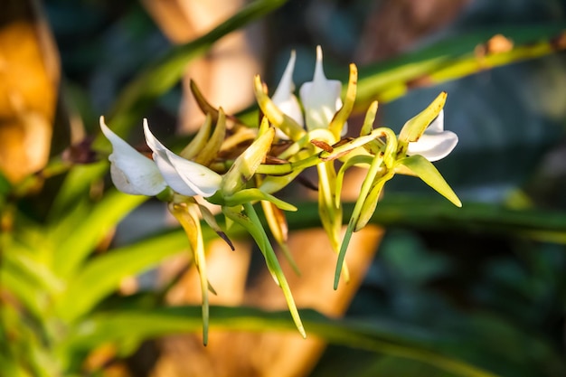 Espécies raras de flores de orquídea