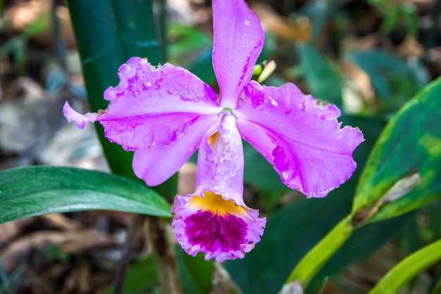 Espécies raras de flores de orquídea