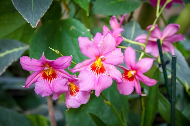 Espécies raras de flores de orquídea